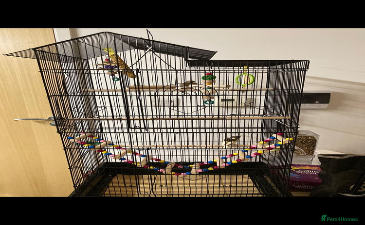Finches birds Finches x 3 including Cage - Advert 16