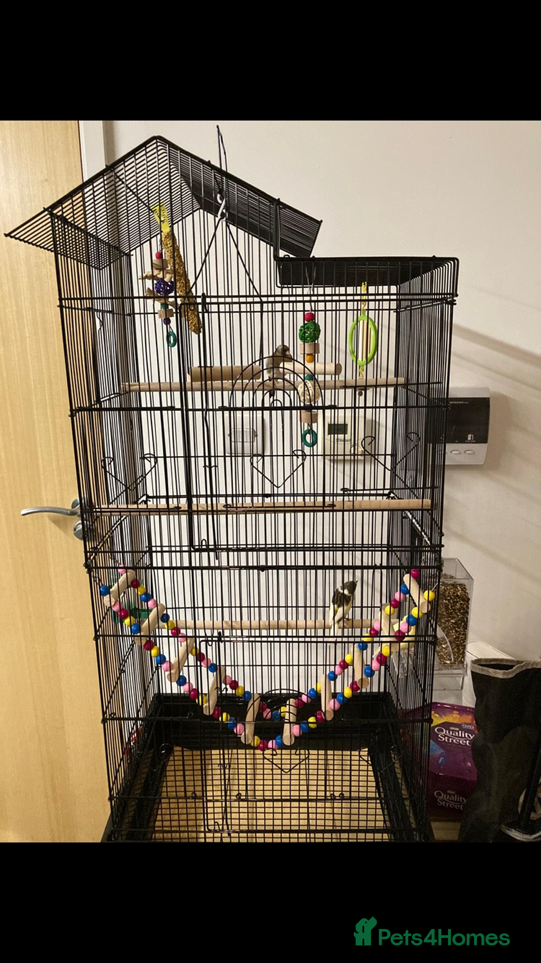 Finches birds for sale: Finches x 3 including Cage - Advert 1