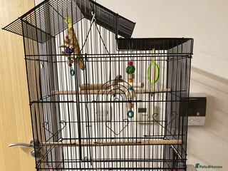 Finches birds for sale: Finches x 3 including Cage - Advert 1