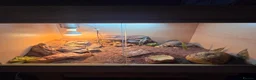 Gecko reptiles for sale: 3 Dune Geckos (Stenodactylus S) + Complete Setup - Advert 7