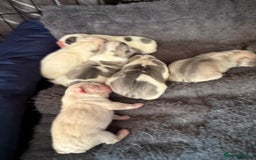 French Bulldog dogs for sale: Beautiful KC Reg French Bulldog Pups - Image 10