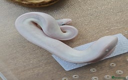 Python Snake reptiles for sale: BEL (blue eyes lucy)  - Image 1