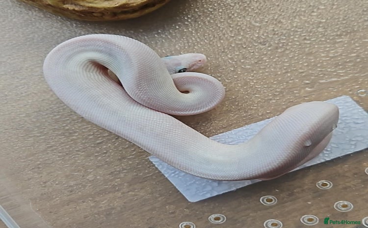 Python Snake reptiles - Advert 3