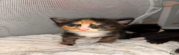 Mixed Breed cats for sale: 4 beautiful kittens  - Advert 3