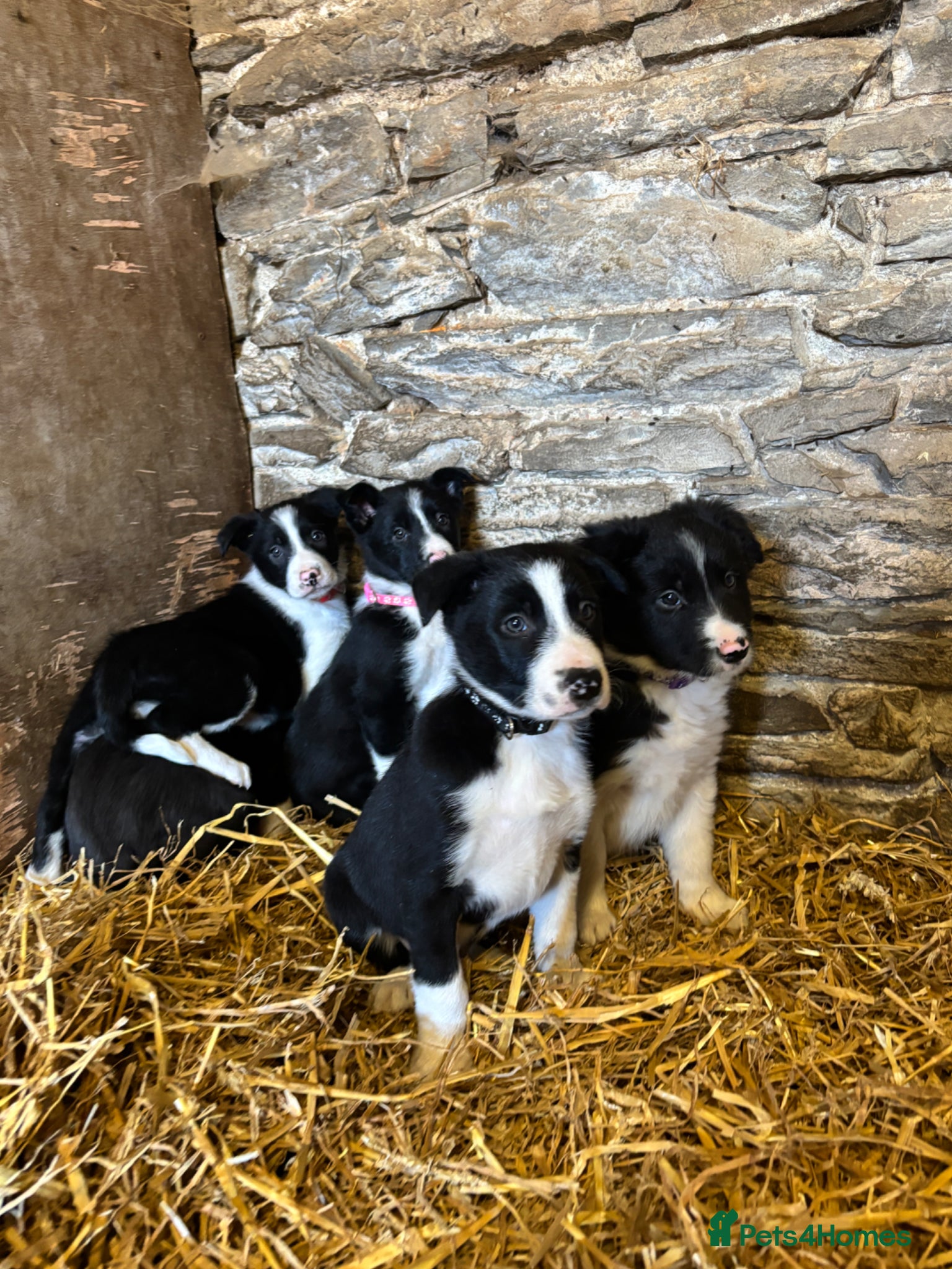 Border Collie dogs for sale: Beautiful Pedigree Border Collie Puppies - Advert 1