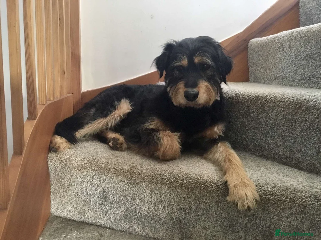 Mixed Breed dogs for adoption: Meet rex 😍  in Hengoed - Advert 7