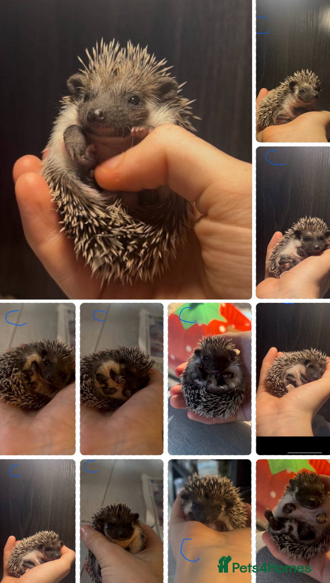 Pygmy Hedgehog rodents for sale: Gorgeous African Pygmy hoglets  - Advert 2