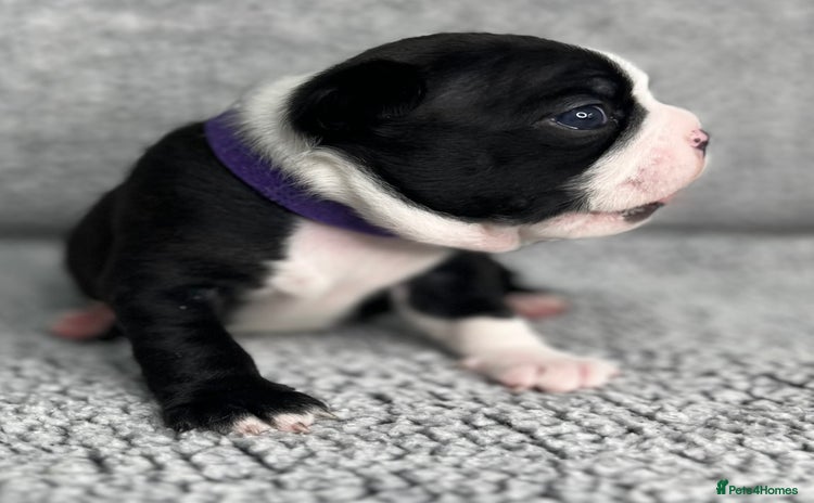 Boston Terrier dogs - Advert 1