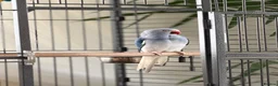 Ringnecks birds for sale: Blue Indian Ringneck For Sale - Advert 11