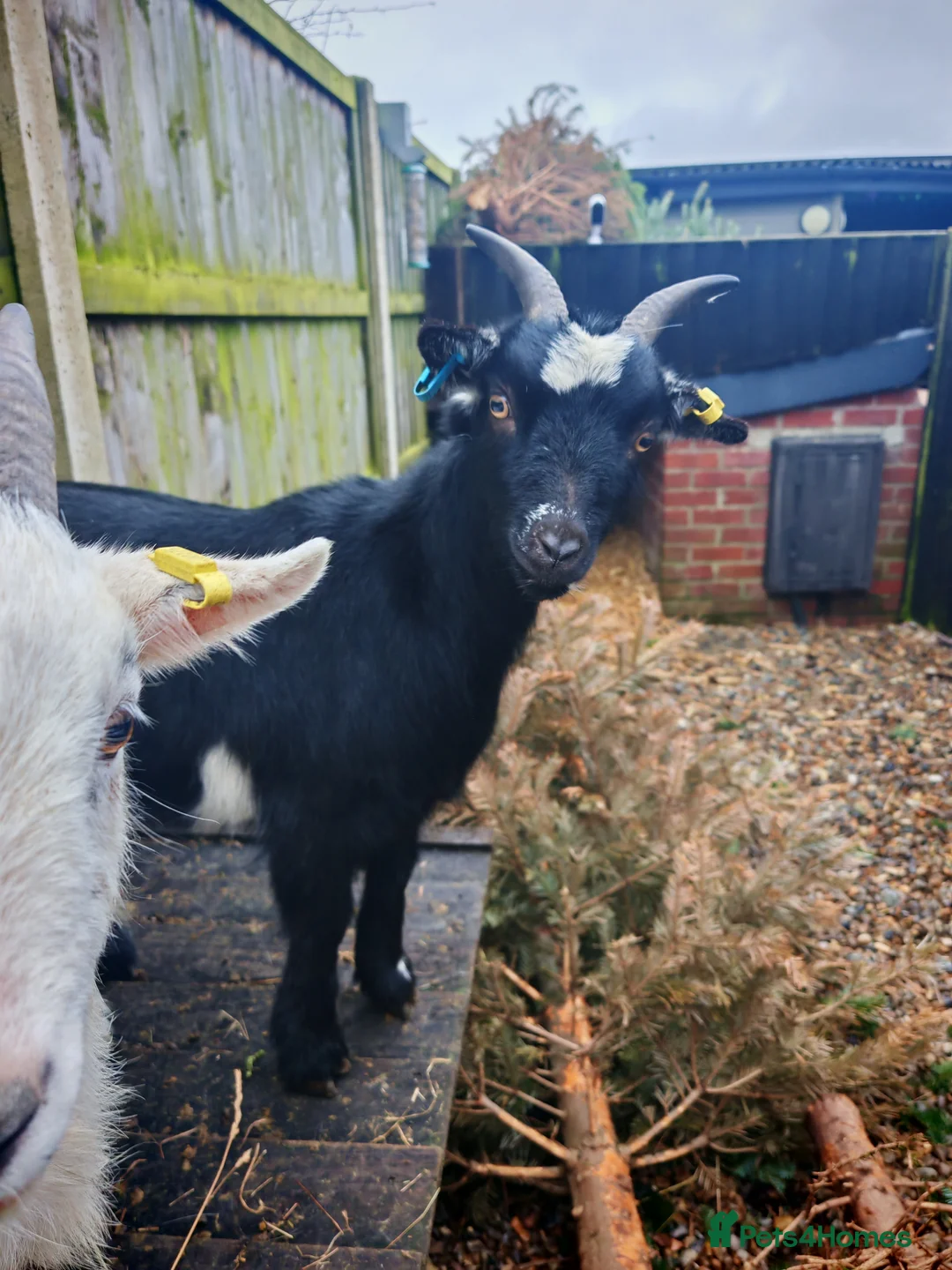 Goats livestock for sale: Pygmy goats  - Advert 6