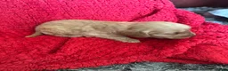 Cockapoo dogs for sale: Stunning cockapoo puppies  - Advert 35