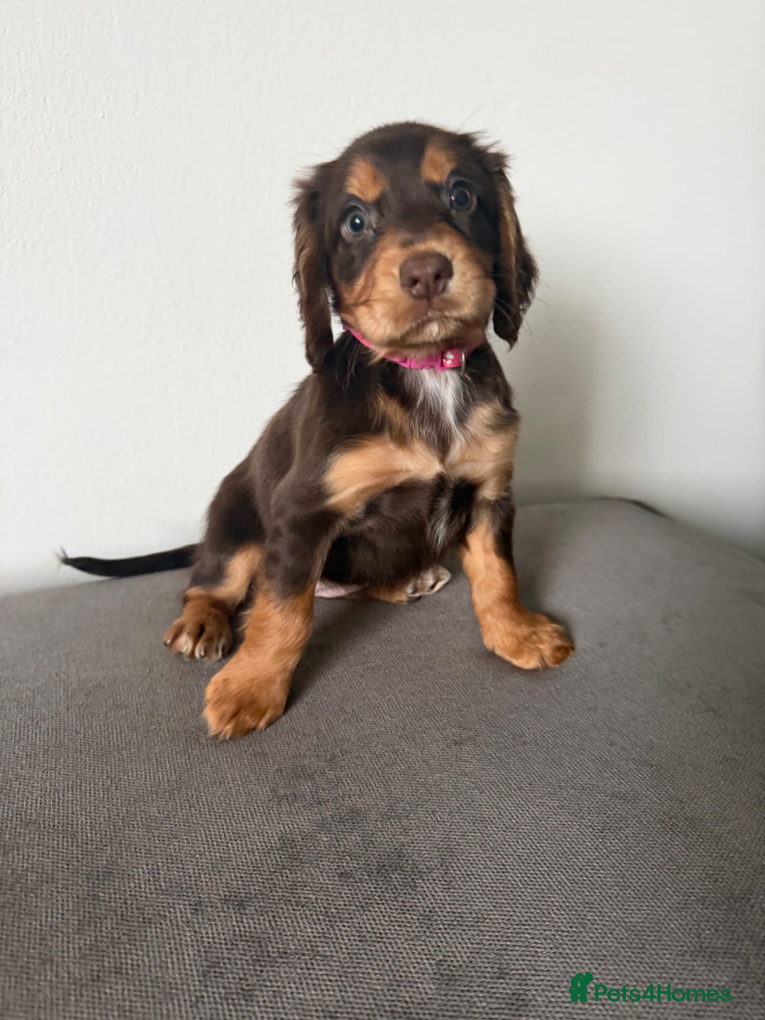 Cocker Spaniel dogs Chocolate & Tan and 1 Red boy WCS - Advert 7