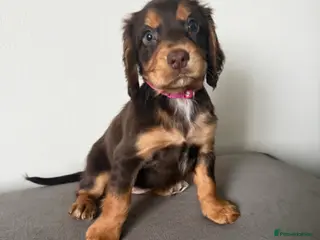 Cocker Spaniel dogs Chocolate & Tan and 1 Red boy WCS - Advert 7