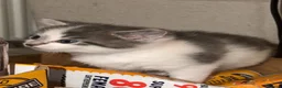 Mixed Breed cats for sale: 2 beautiful kittens  - Advert 9
