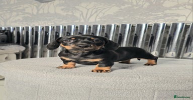 Miniature Dachshund dogs - Advert 10
