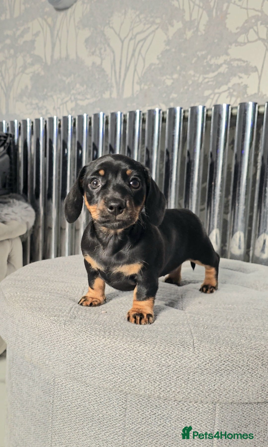 Miniature Dachshund dogs for sale: Miniature Smooth Dachshund Puppies  - Image 3