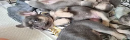 French Bulldog dogs for sale: Ready now KC registered Frenchie puppies LAST ONE - Advert 9