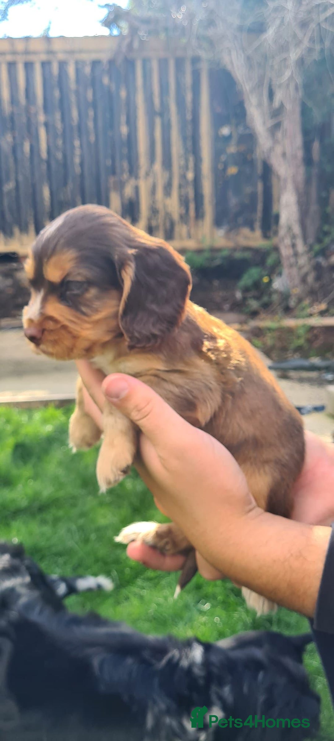 Cocker Spaniel dogs for sale: Show cocker spaniels  - Image 20