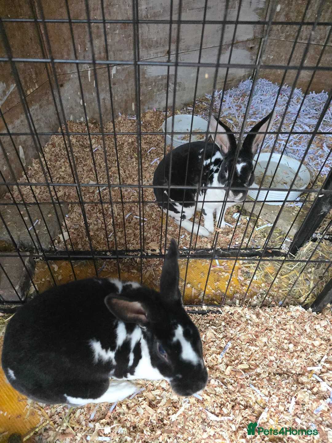 Rex rabbits for sale: Neutered Mini Rex Male Rabbit 18m old in Macclesfield - Advert 5
