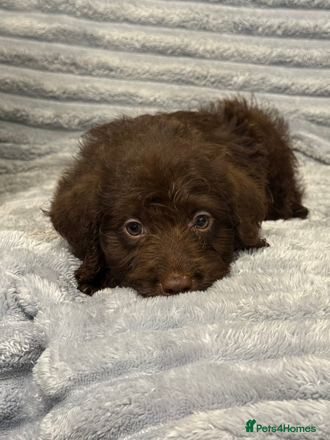 Labradoodle dogs for sale: F1 labradoodle pups  - Advert 10