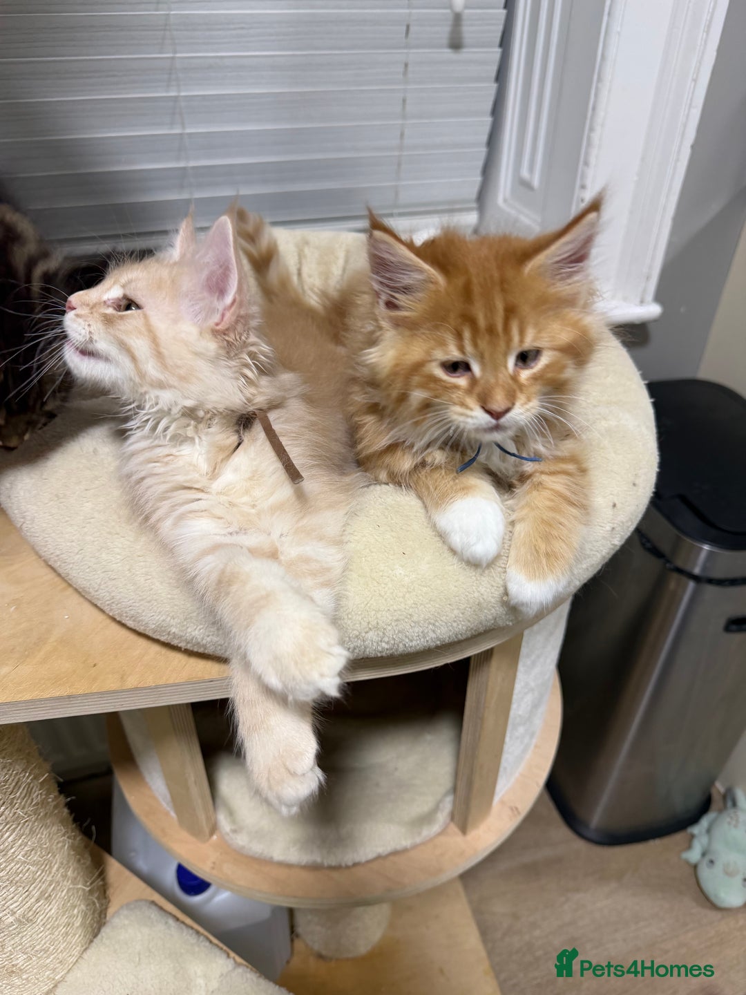 Maine Coon cats for sale: Beautiful friendly Maine Coon cross Kittens  - Advert 6