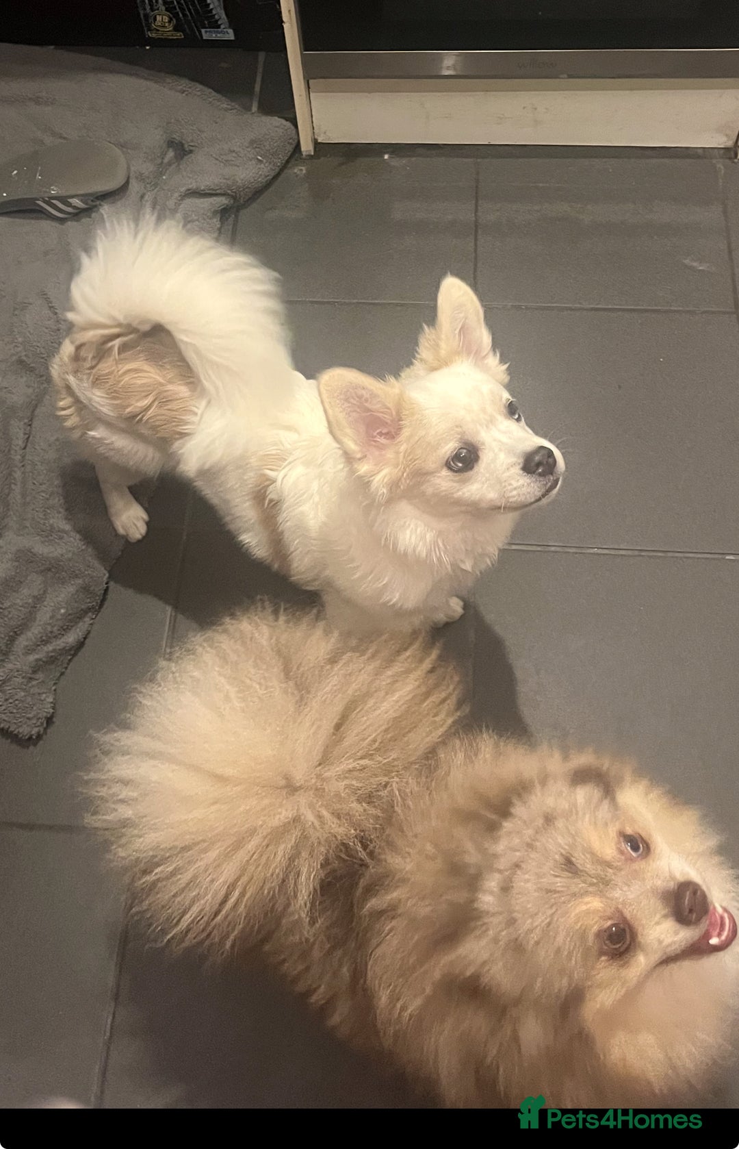 Mixed Breed dogs for sale: Adorable bitch 6 months old Pomsky  - Image 2