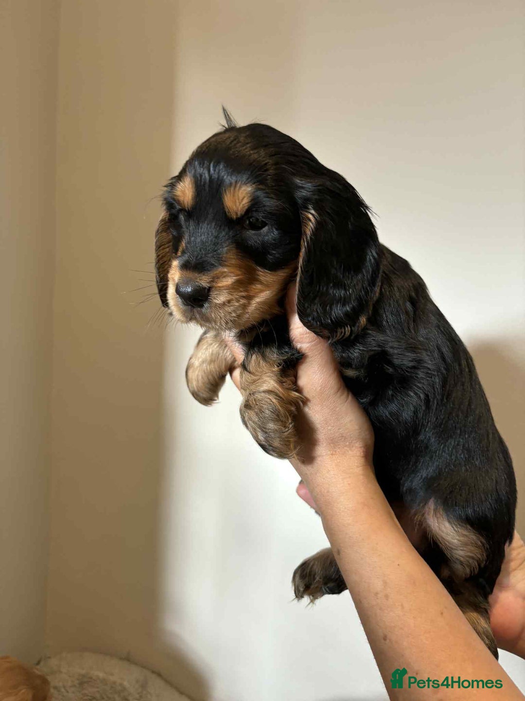 Cocker Spaniel dogs for sale: Pure show type dna health tested KC reg parents  - Image 11