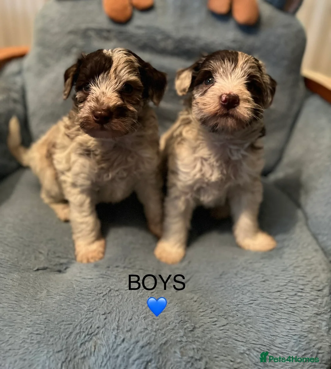 Poodle dogs for stud: KC CHOCOLATE AND WHITE SCHNAUZER STUD MAC +BVA 👍 in Coventry - Advert 19