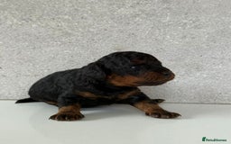 Cockapoo dogs for sale: F2 Cockapoo puppies for sale  - Image 10