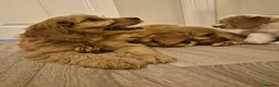 Cavapoo dogs for sale: Cavapoo  in Milton Keynes - Advert 2