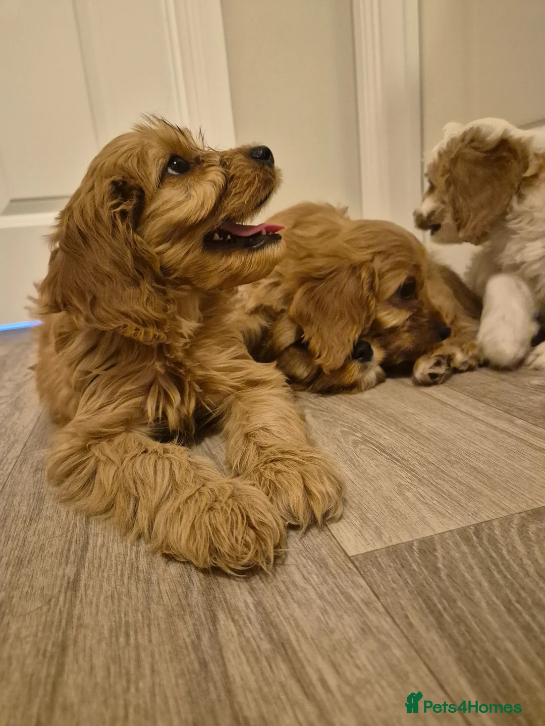 Cavapoo dogs for sale: Cavapoo  in Milton Keynes - Advert 2