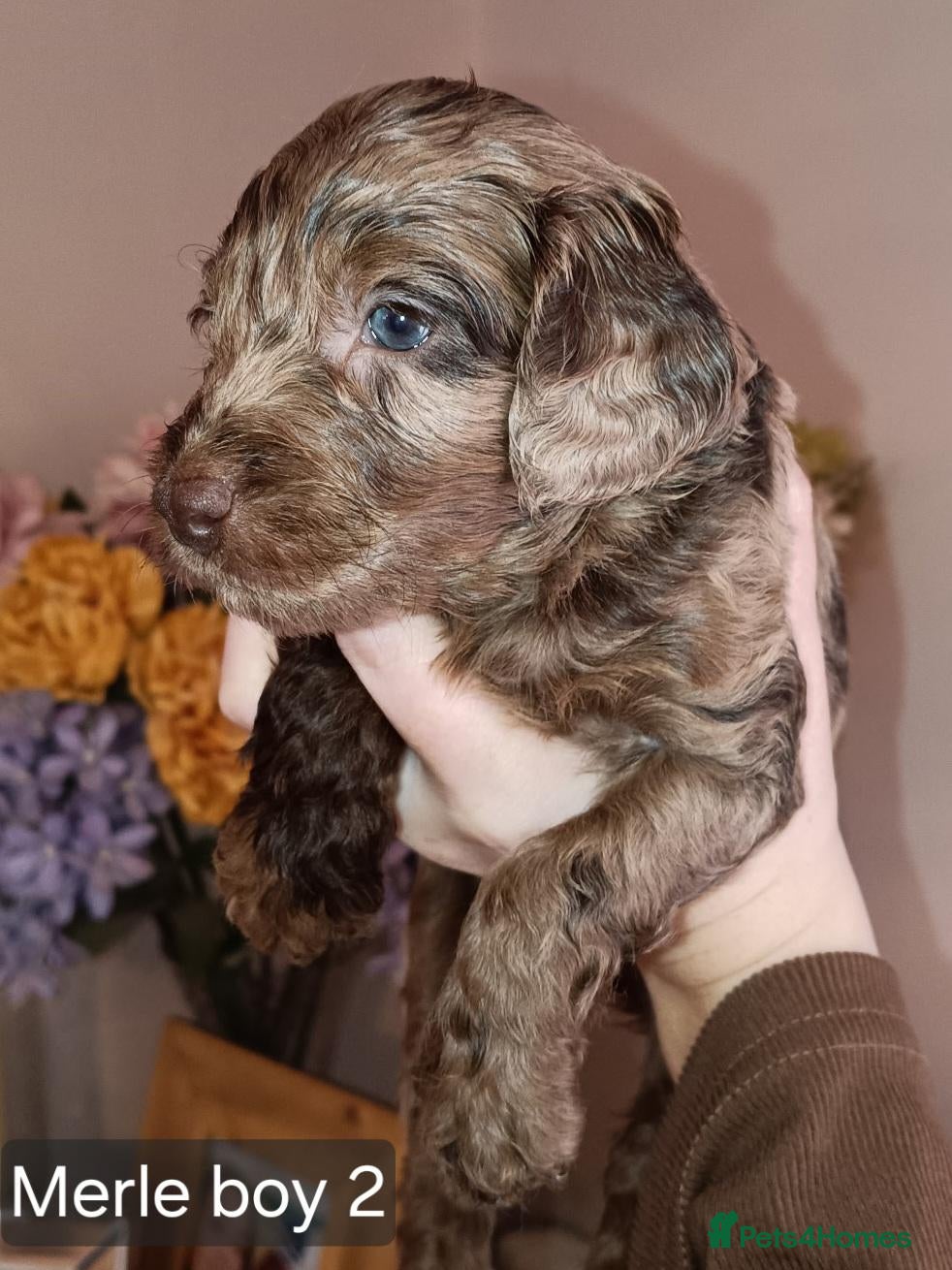 Cockapoo dogs Gorgeous merle and chocolate Cockapoos. - Advert 10