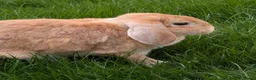 English Lop rabbits for sale: Lop ear rabbit in Bishop Auckland - Advert 3