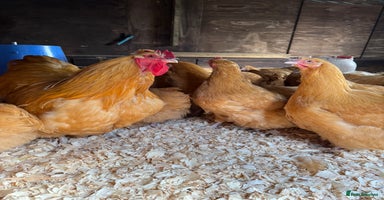 Chickens poultry - Advert 2