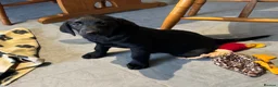 Labrador Retriever dogs for sale: QUALITY BLACK FEMALE LABRADOR READY TO LEAVE NOW  - Advert 5
