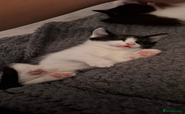 Ragdoll cats - Advert 12