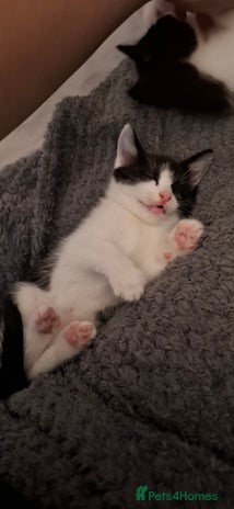 Ragdoll cats - Advert 2