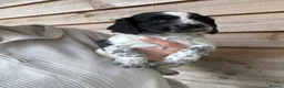 Mixed Breed dogs for sale: Sproodle puppies for sale  - Advert 22