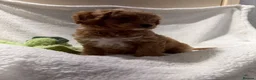 Cavapoo dogs for sale: 6 Bundles of fun Ready from 22 August  - Advert 4