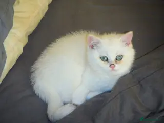 British Shorthair cats READY NOW LAST GCCF Golden Shaded/Tipped BSH F - Advert 9