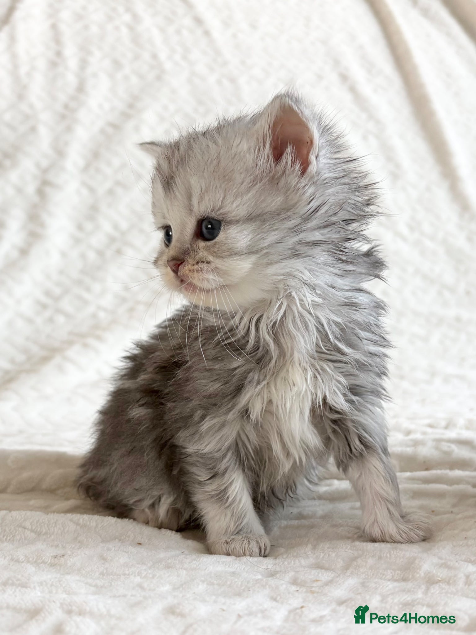 Persian cats Adorable half Persian kittens  - Advert 11