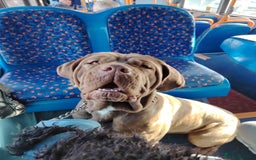 Mixed Breed dogs for sale: READY TO LEAVE NOW chunky mastiff puppies - Image 17