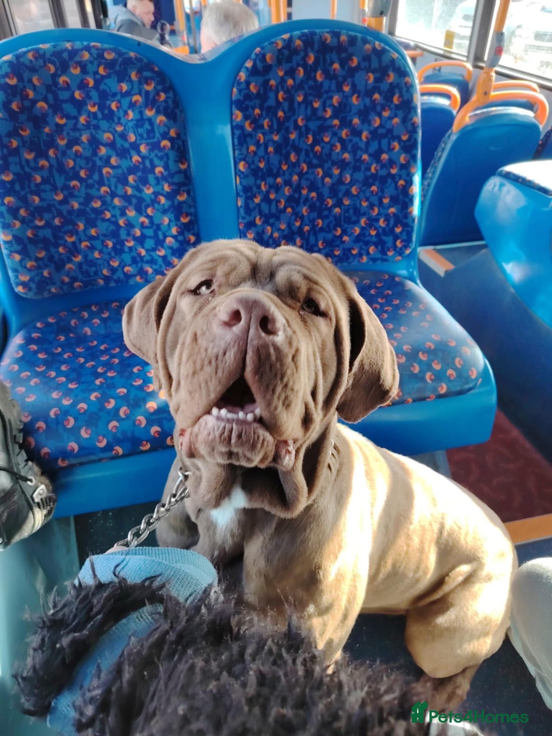 Mixed Breed dogs for sale: READY TO LEAVE NOW chunky mastiff puppies - Image 17
