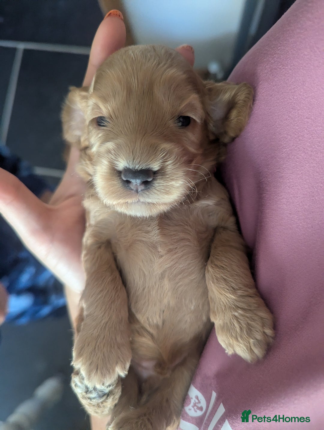 Cockapoo dogs for sale: Beautiful Cockapoo Puppies  - Image 13