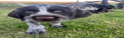 German Wirehaired Pointer dogs for sale: GWP liver & white ticked puppies - Advert 10