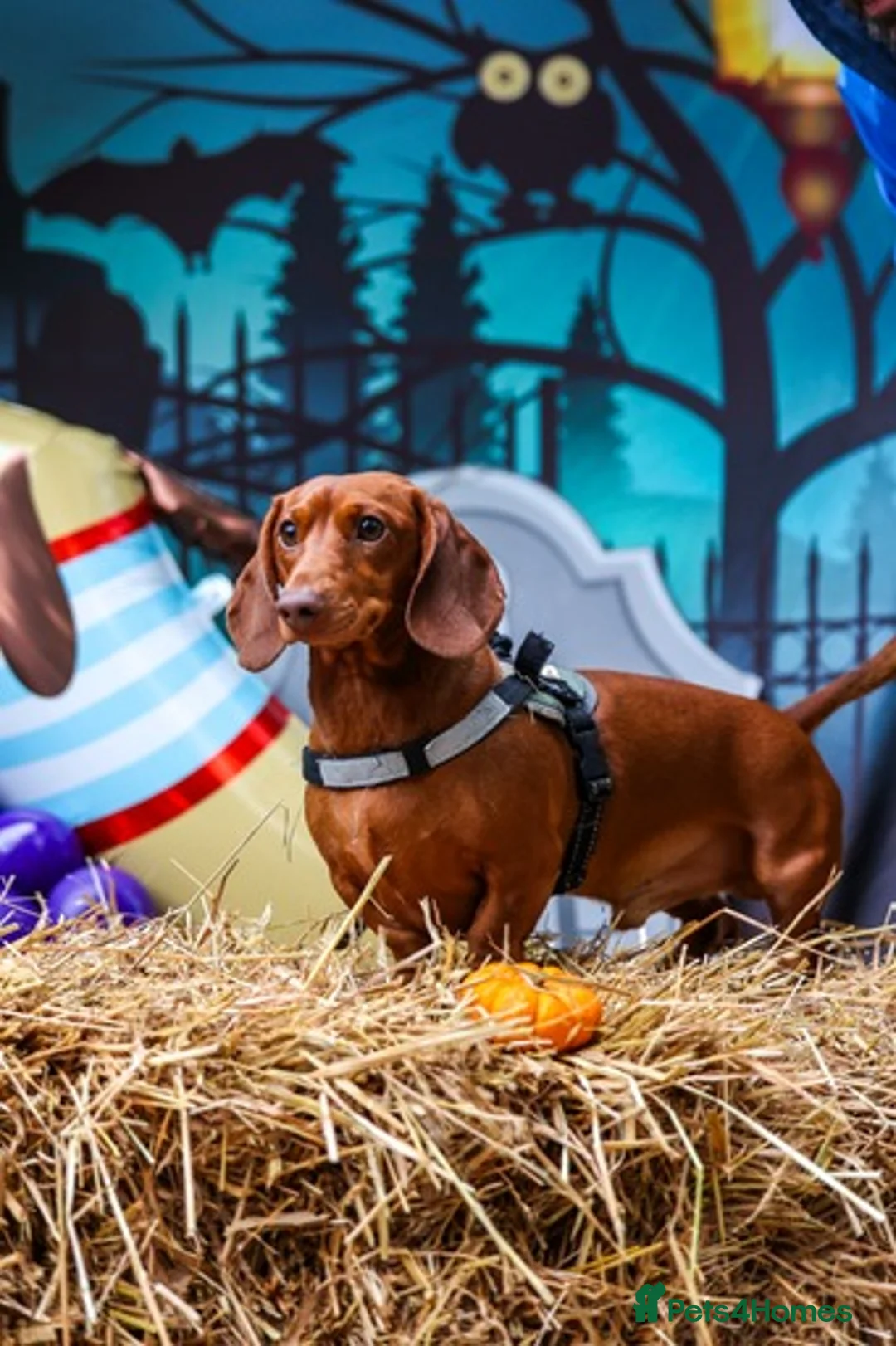 Miniature Dachshund dogs for stud: Richie proven and ready to stud. in Liverpool - Advert 26