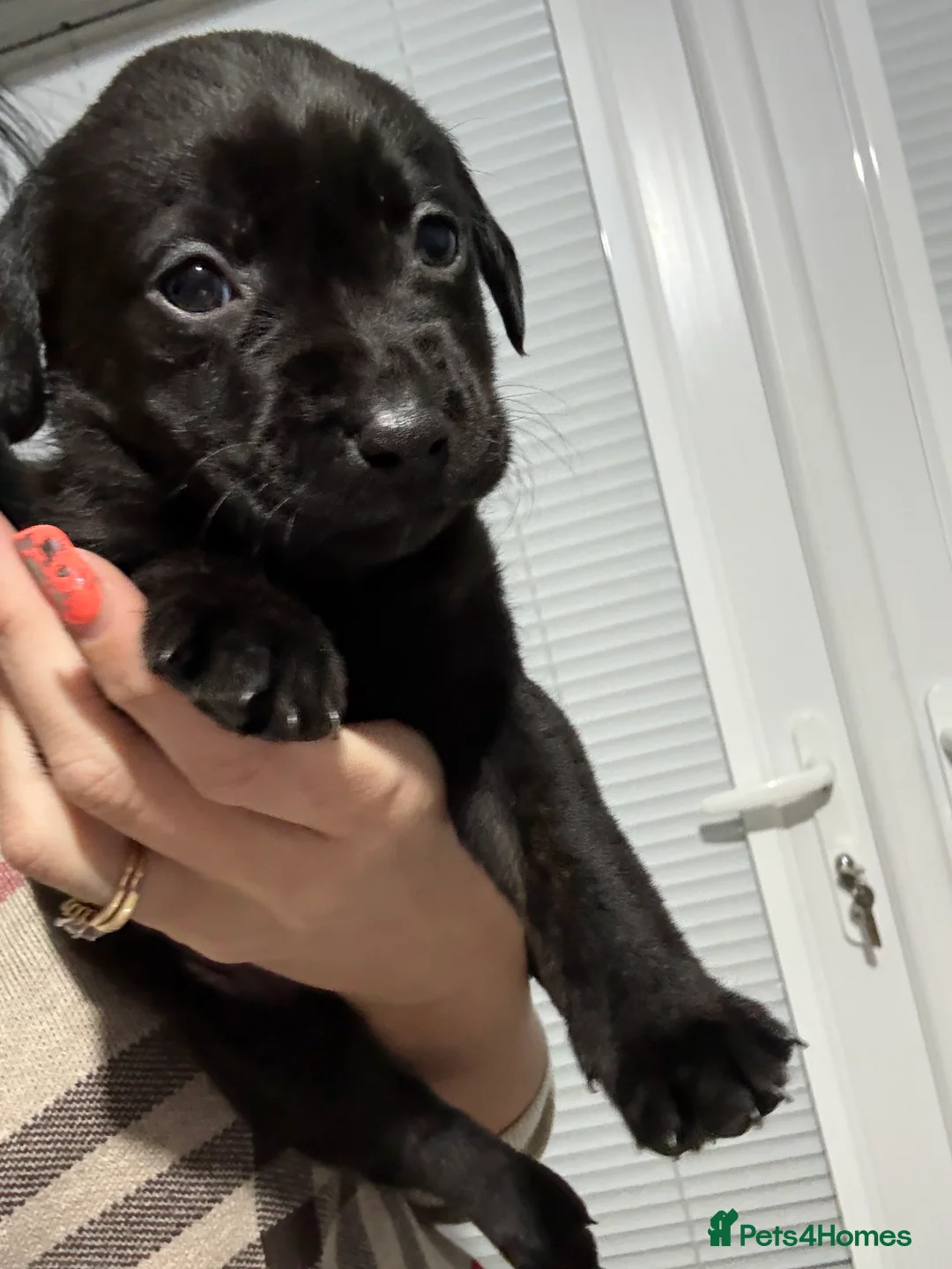 Labrador Retriever dogs for sale: Labrador retriever  - Advert 7