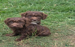 Cockapoo dogs for sale: Gorgeous Cockerpoo puppies  - Image 2