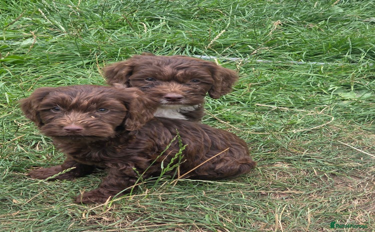 Cockapoo dogs - Advert 11