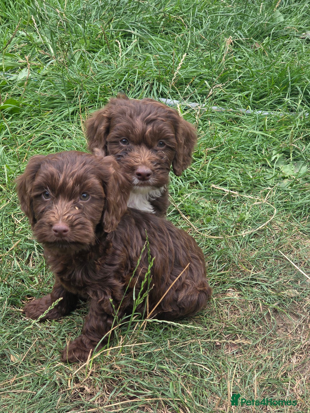 Cockapoo dogs for sale: Gorgeous Cockerpoo puppies  - Image 2